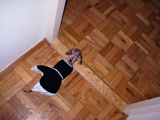 dogs in outfits
