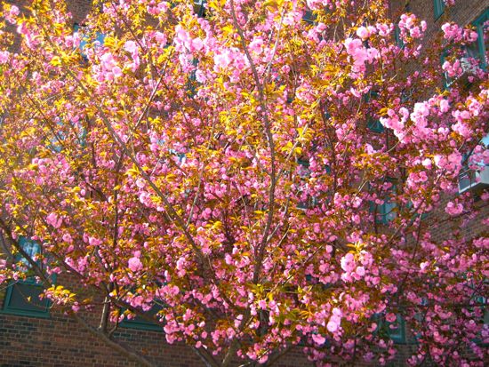 tree + bloom