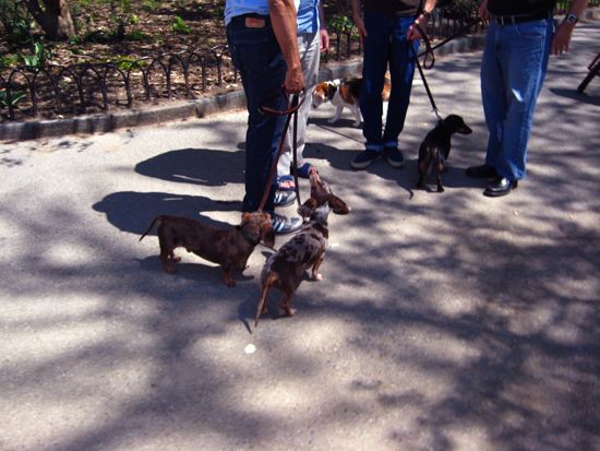dogs