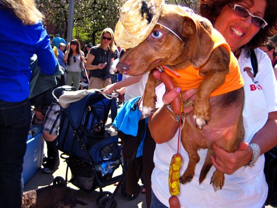 dogs in outfits