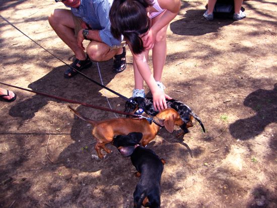 dogs