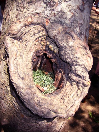 tree
