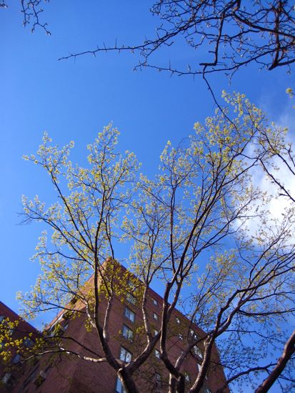 trees