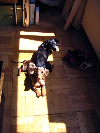 dogs