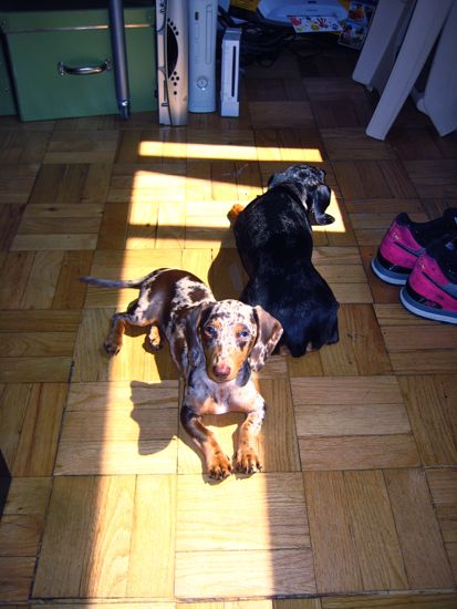 dogs