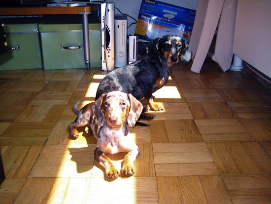 dogs