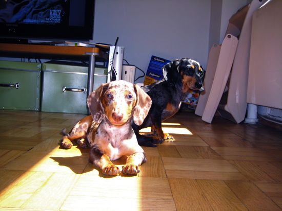 dogs