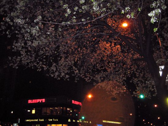 trees