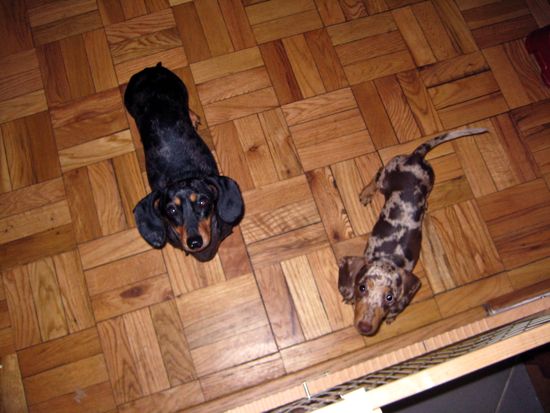 dogs