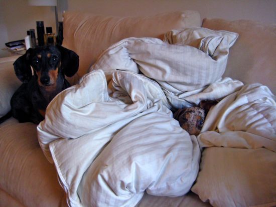 dogs