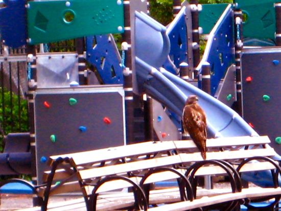 hawk