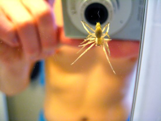 spider