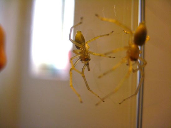 spider