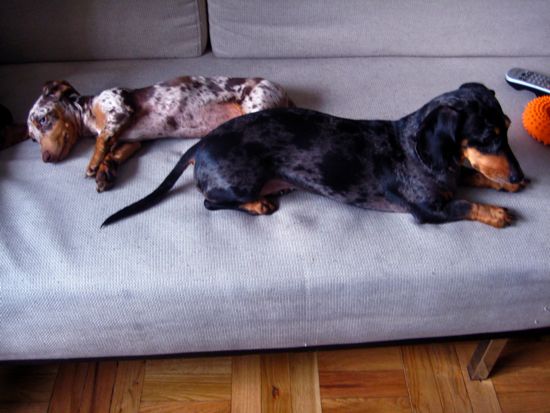 edie + couch