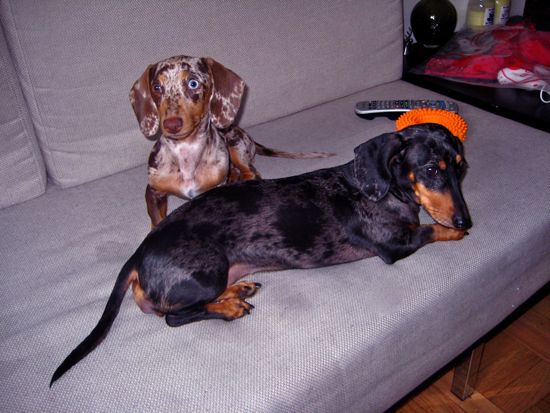 edie + couch