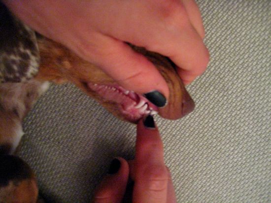 puppy