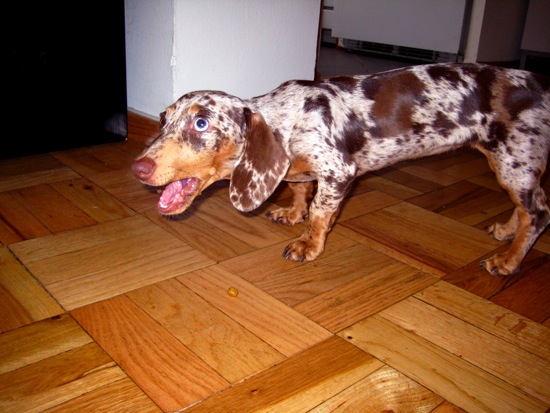 dogs