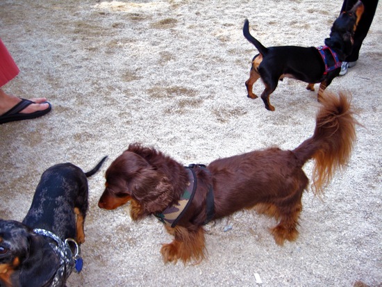 dog park