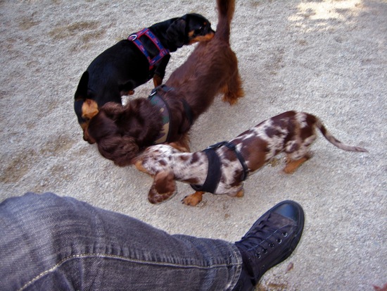 dog park