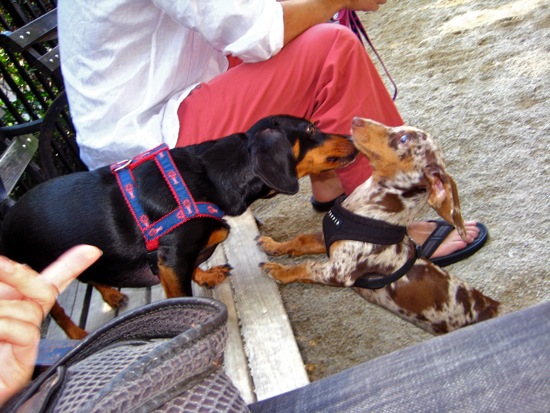 dog park
