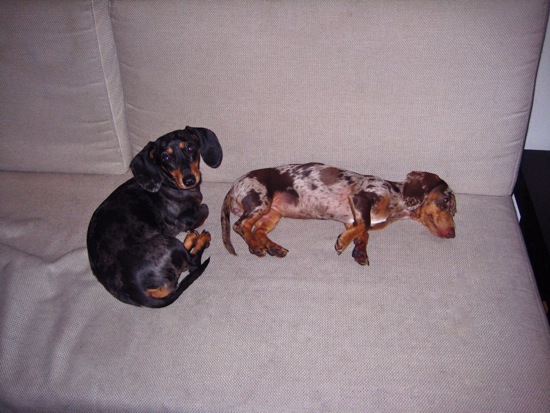 edie + couch