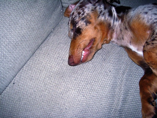 teeth