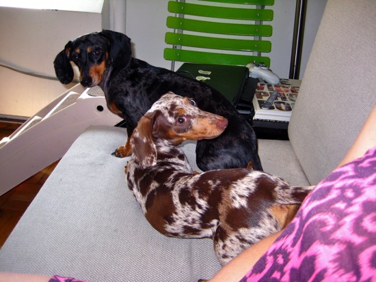 dogs