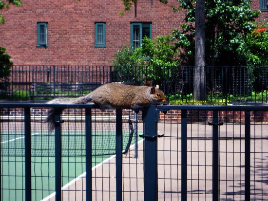 squirrel