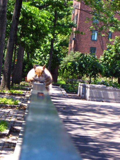 squirrel