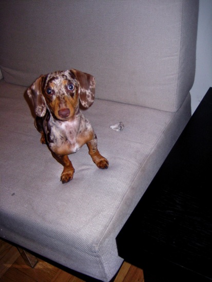 puppy