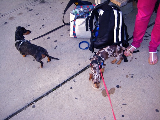 dogs