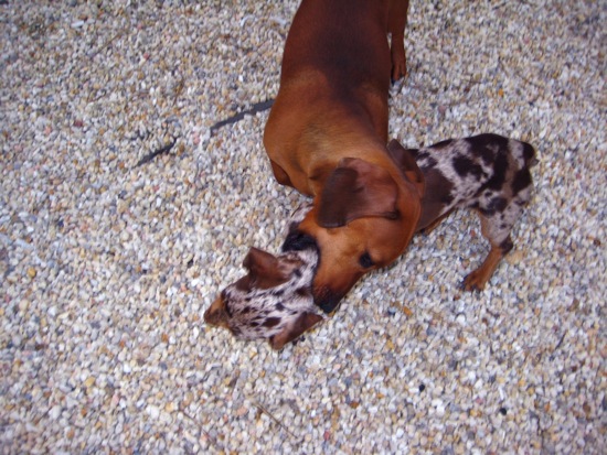 bite