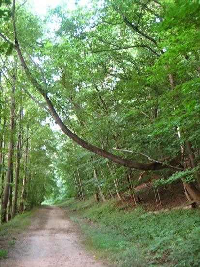 tree