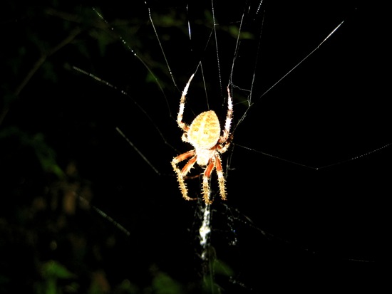 spider