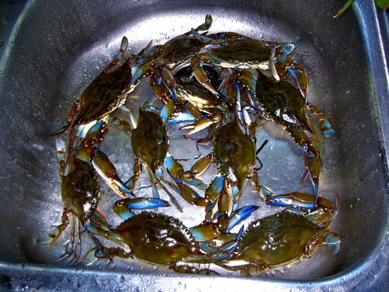 best + crab