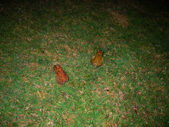 frog