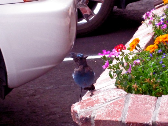 bird