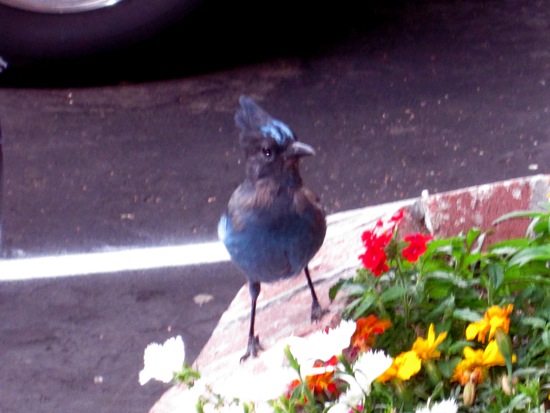 bird