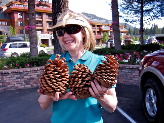 pinecone