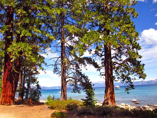 trees