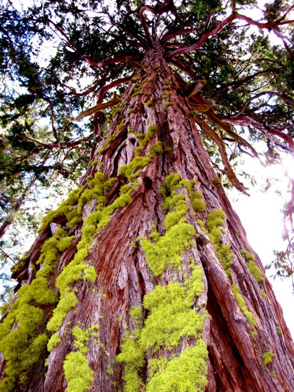 trees