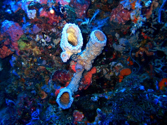 coral