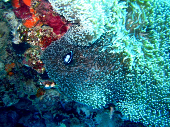 clownfish