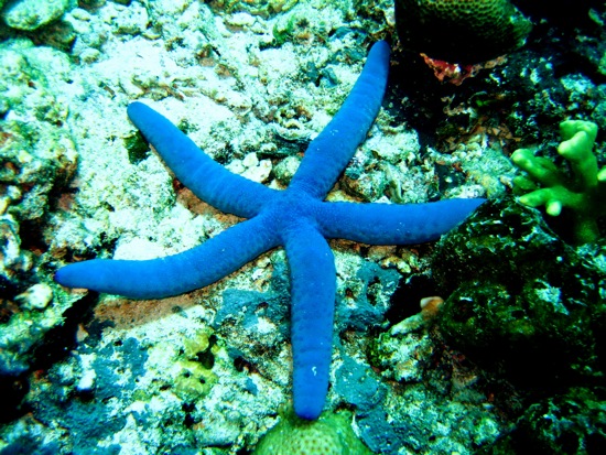 scuba