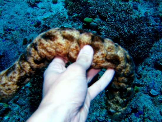 scuba