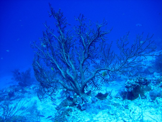 coral