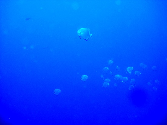 butterflyfish