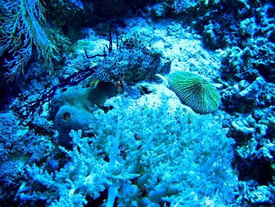 fish