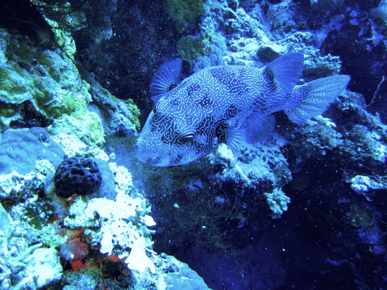 pufferfish
