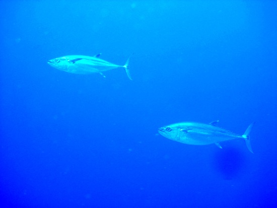 fish